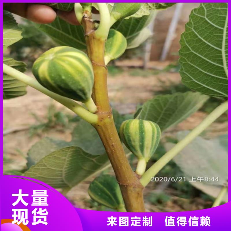 无花果蓝莓苗实地大厂