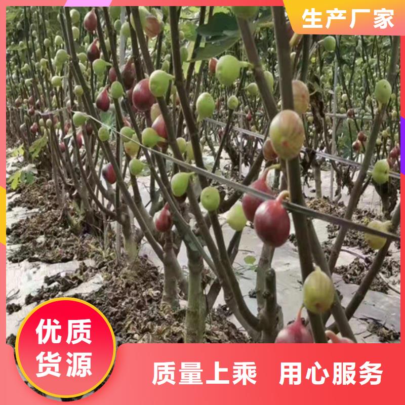 无花果樱桃树苗自有生产工厂