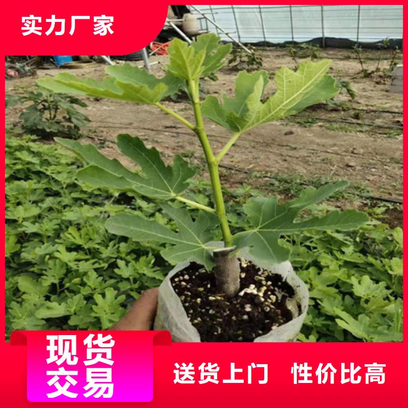 无花果-大棚草莓苗库存充足