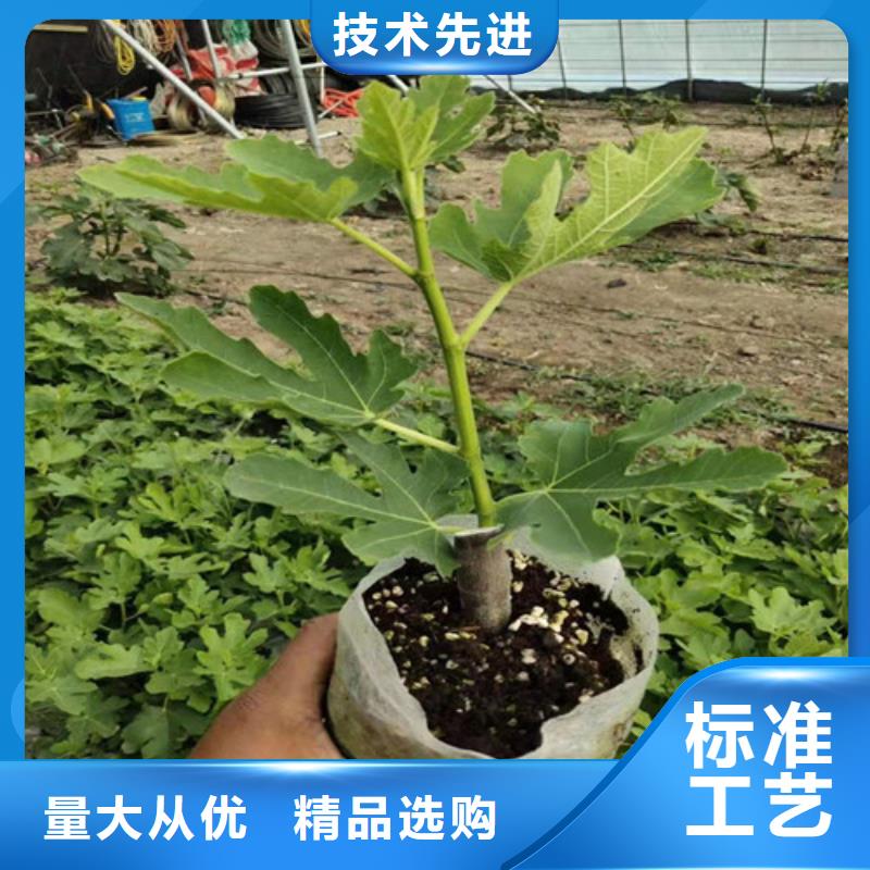 无花果大红袍花椒苗追求品质