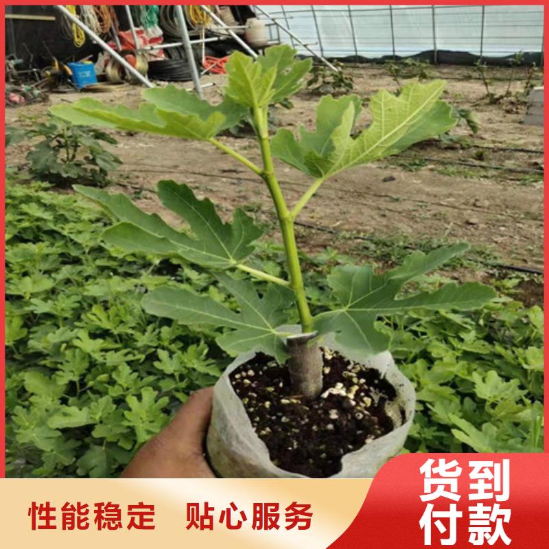 无花果梨树苗支持加工定制