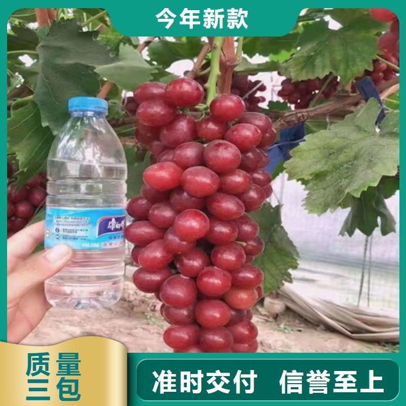 葡萄-黄桃苗厂家质量过硬