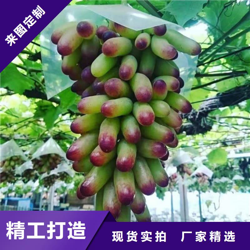 【葡萄,梨树苗价格实惠】