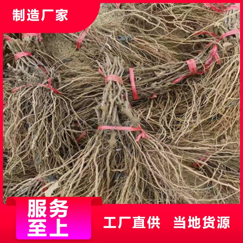 葡萄蓝莓苗支持大批量采购