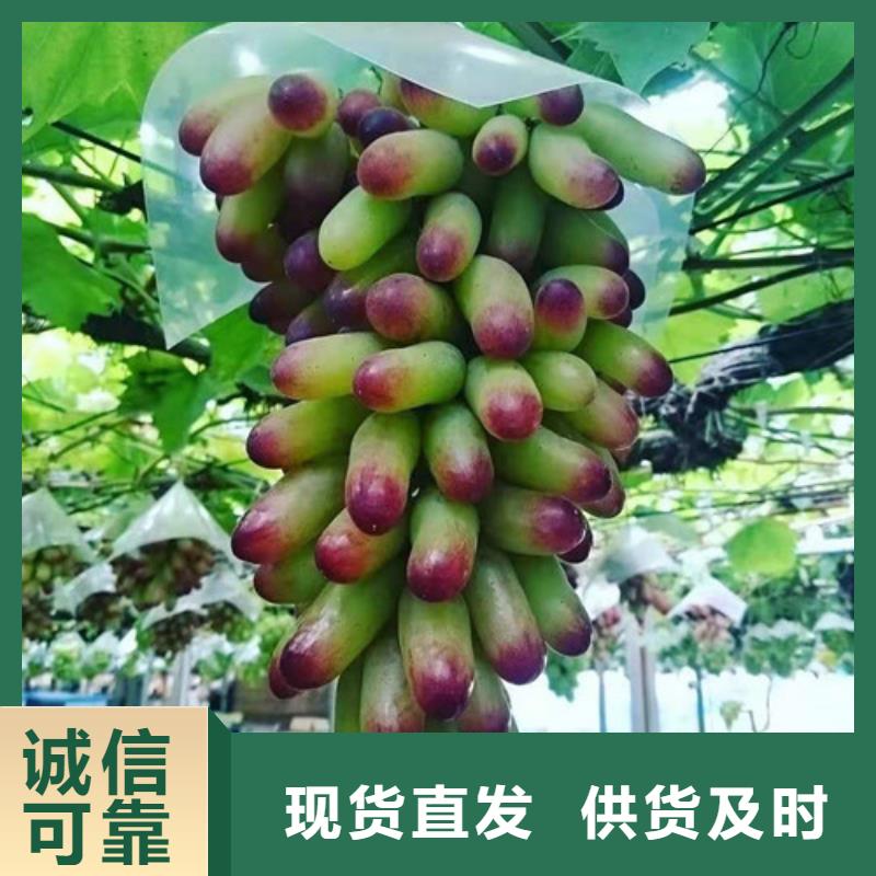 【葡萄】核桃苗种类多质量好