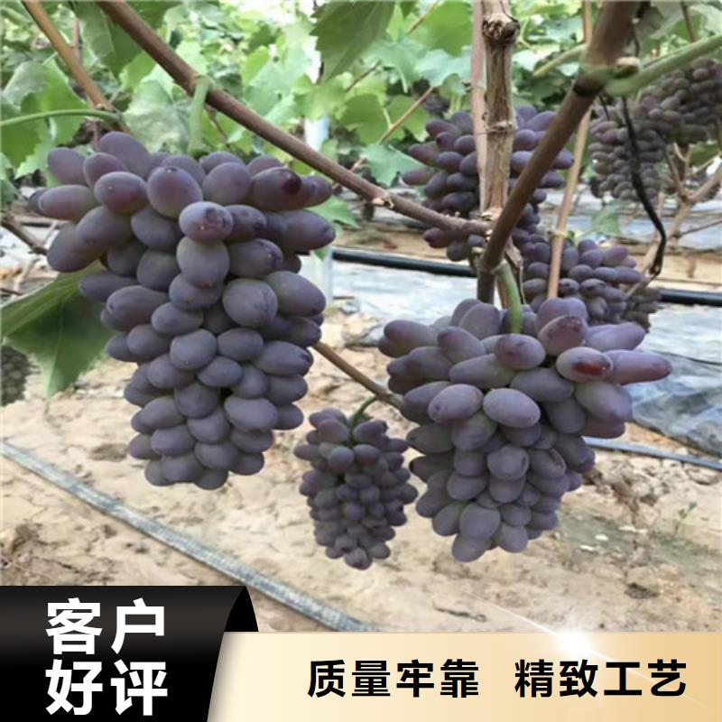 葡萄核桃苗高标准高品质