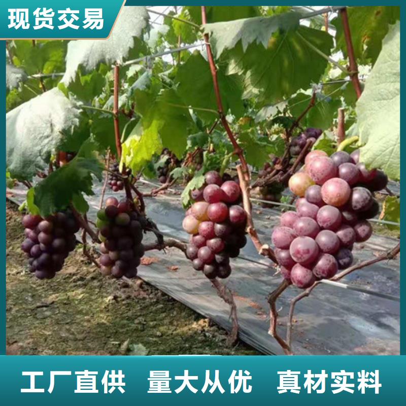 葡萄【黄金蜜桃苗】诚信经营质量保证