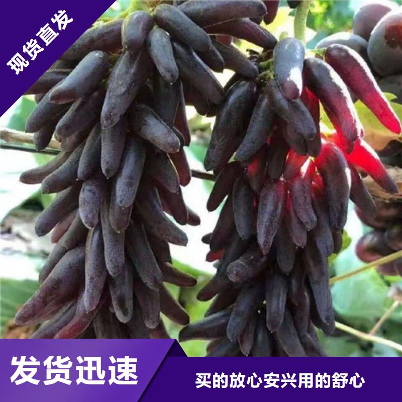 【葡萄草莓苗出厂严格质检】