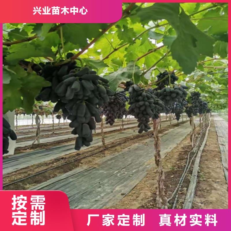 葡萄【樱桃树苗】源头厂家来图定制-苗木中心(潍坊市分公司)