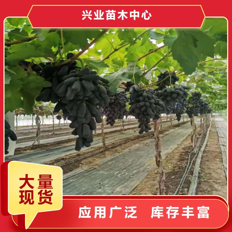 【 葡萄 大棚草莓苗品牌大厂家】 苗木中心(巴中市分公司)