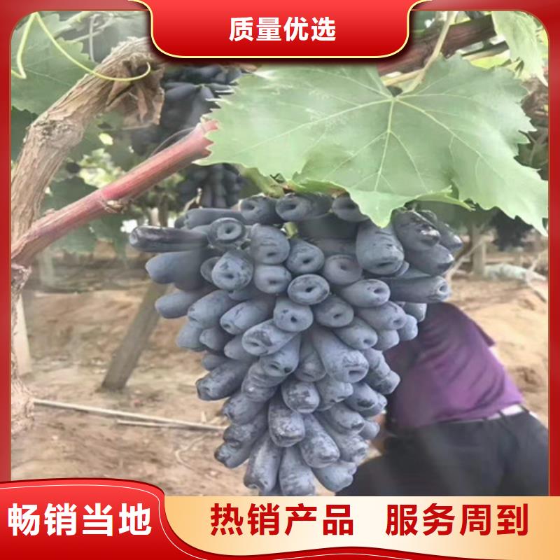 葡萄_无花果苗敢与同行比服务