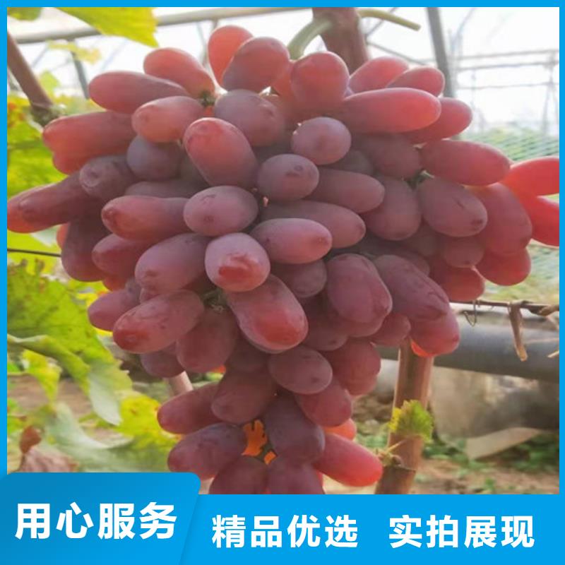 葡萄梨树苗安心购