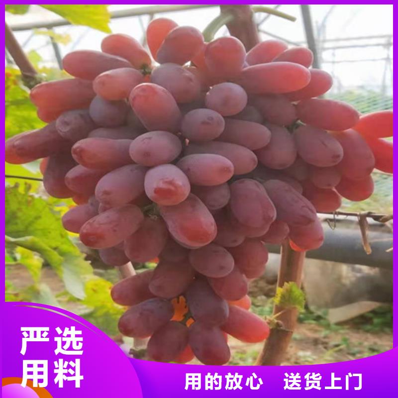 【葡萄无花果苗打造行业品质】