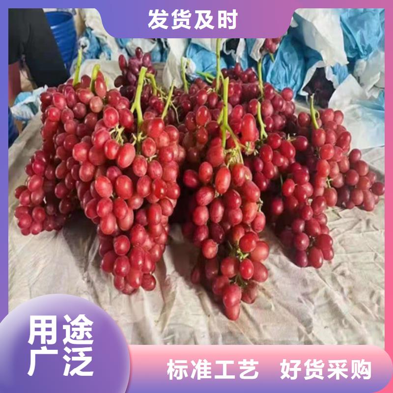 【葡萄无花果苗打造行业品质】