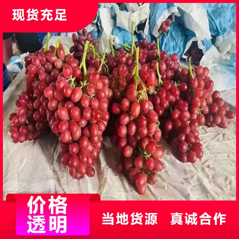 葡萄金银花苗规格型号全