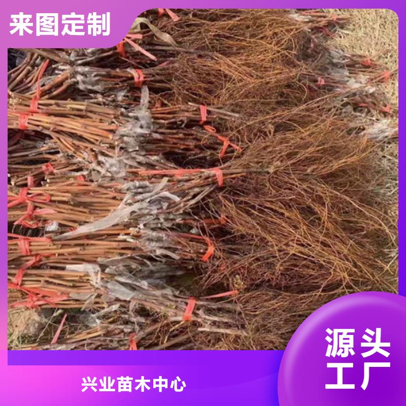 葡萄水蜜桃苗用心制造