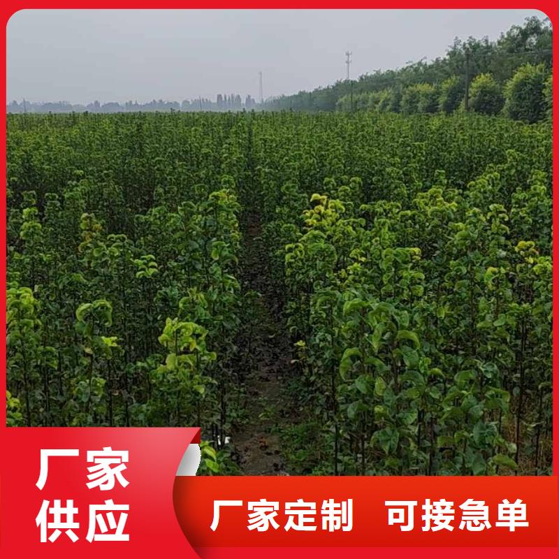 梨秋月梨树苗品质无所畏惧