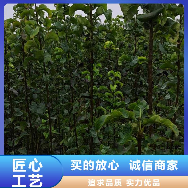 【梨】杜梨苗推荐商家