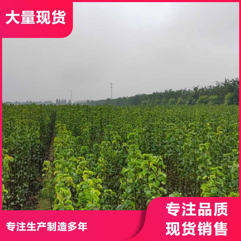 梨秋月梨树苗商家