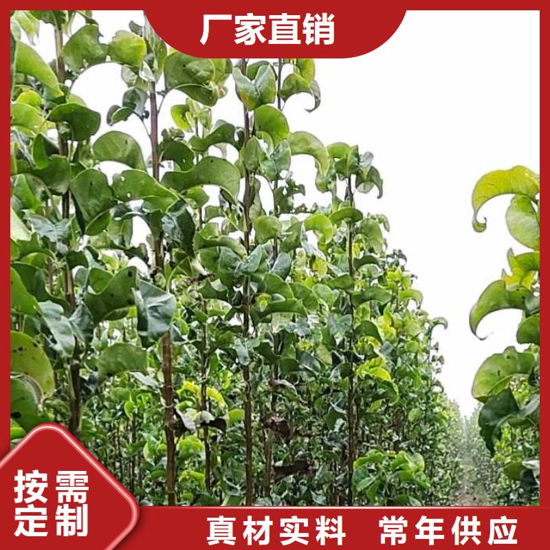 梨-海棠苗现货齐全售后无忧