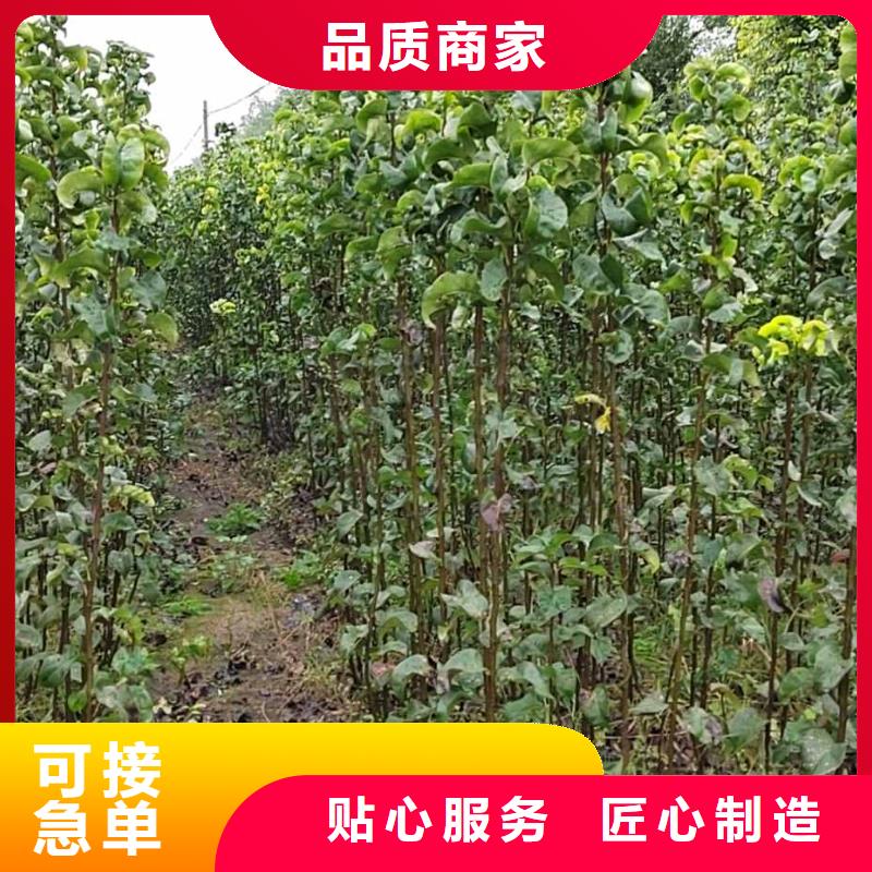 【梨-新梨7号梨树苗供货及时】