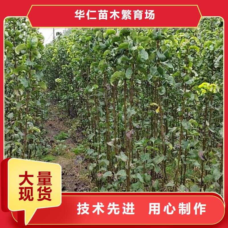 梨【瑞蟠101桃树苗】质量无忧