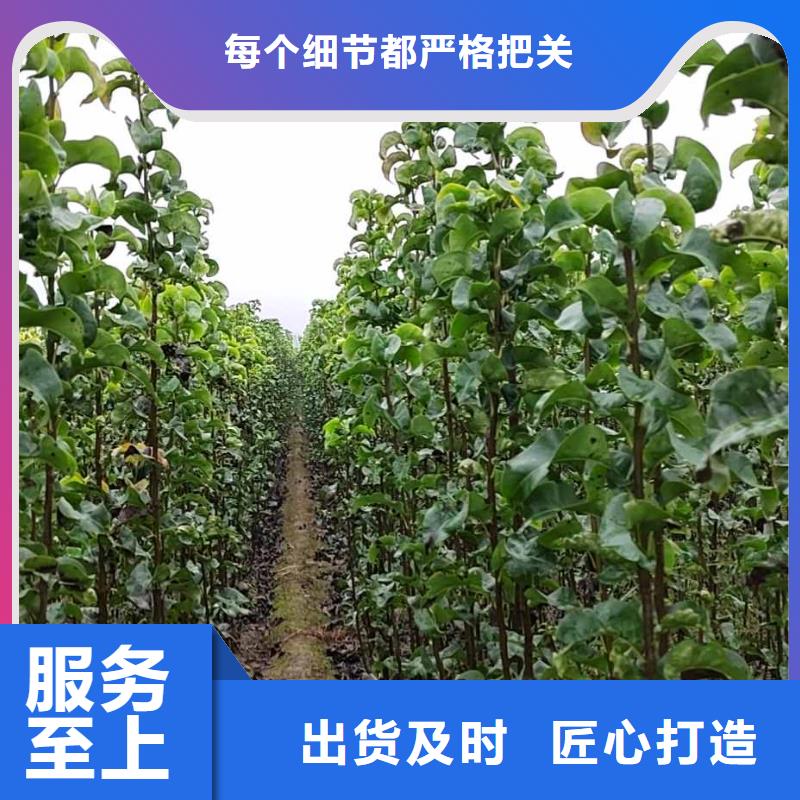 梨【瑞蟠101桃树苗】质量无忧