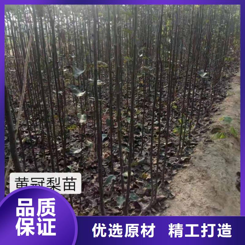 梨,梨树苗基地产地工厂