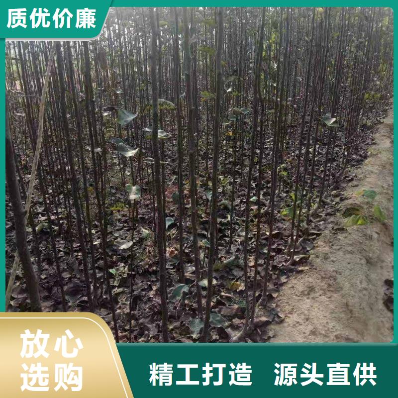 【梨】梨树苗基地一个起售