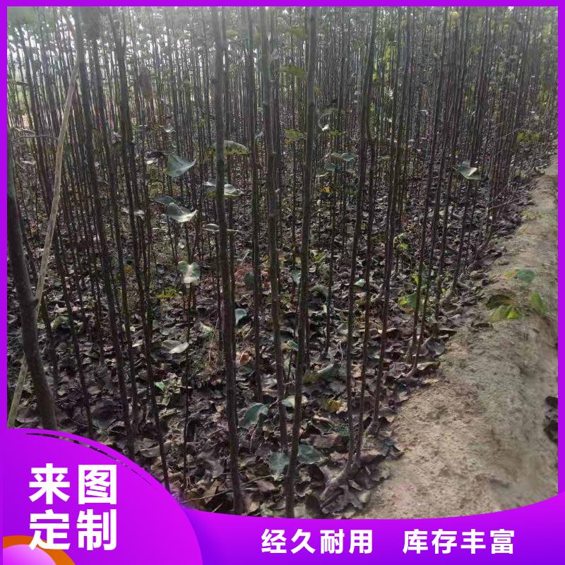 梨桃树苗研发生产销售
