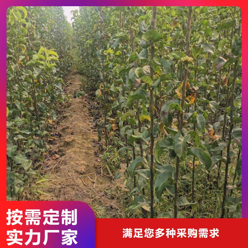 梨-【梨树苗基地】一站式厂家