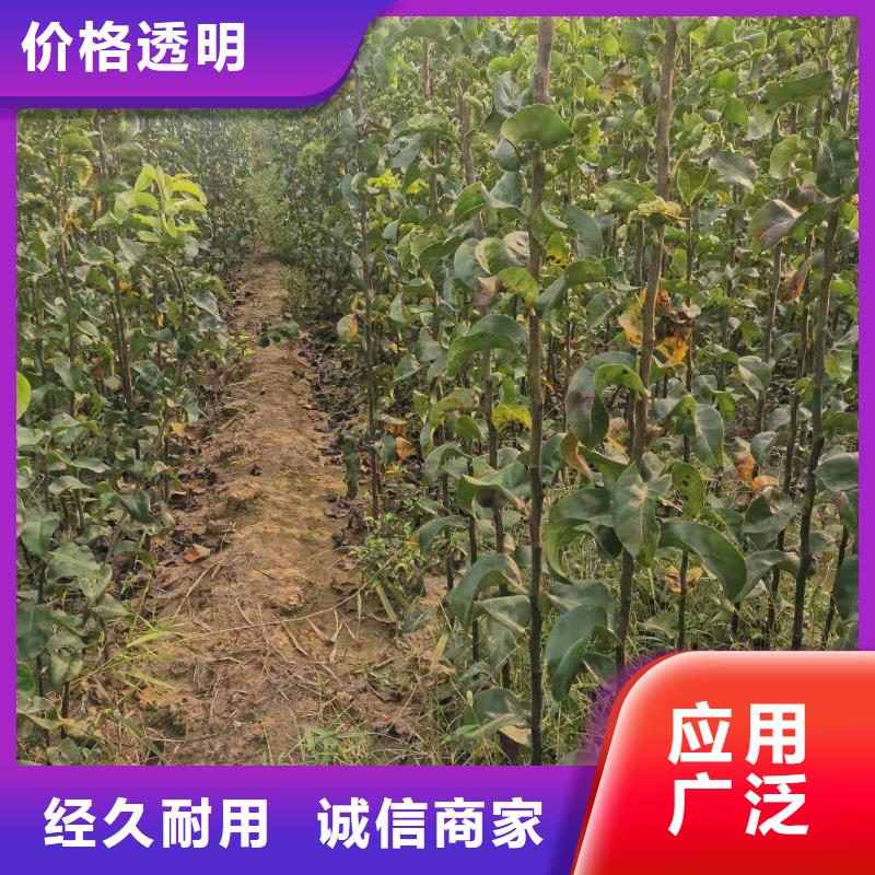 梨_梨树苗基地物流配送