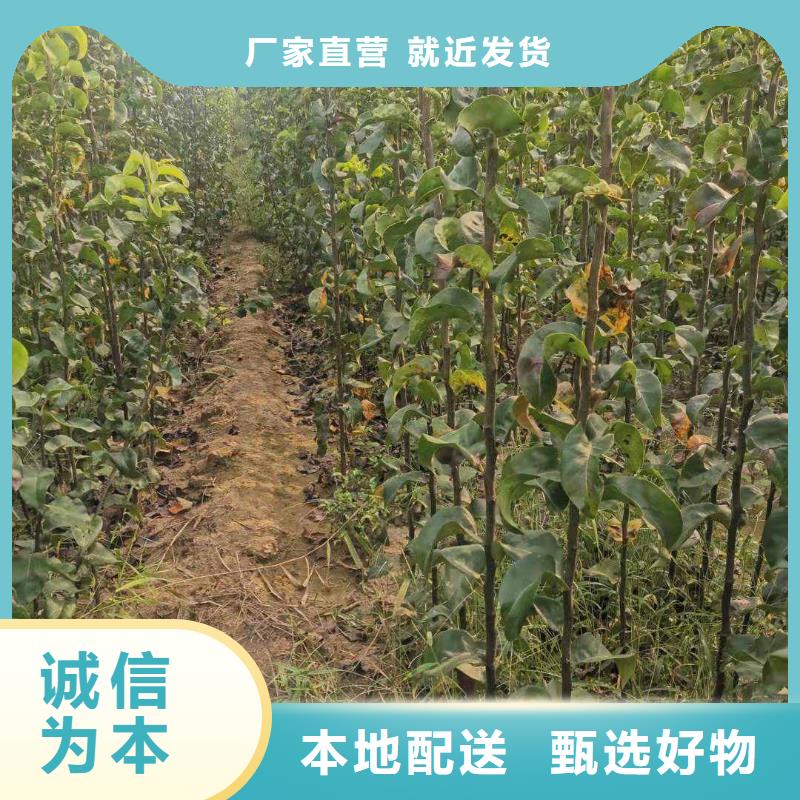 梨梨树苗基地厂家规格全