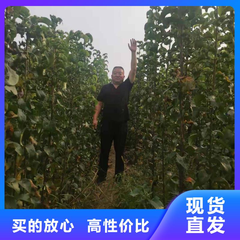 经销商【梨】皇冠梨树苗满足客户需求