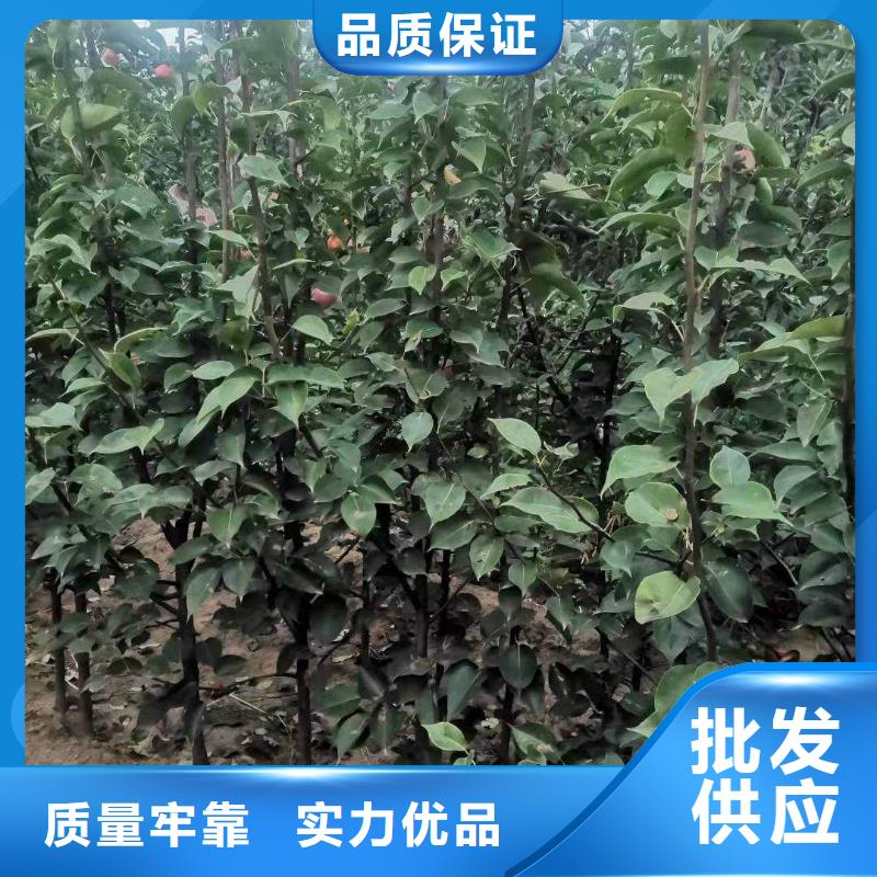 梨山桃苗厂家经验丰富