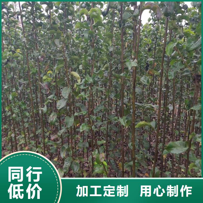 梨瑞蟠101桃树苗0中间商差价