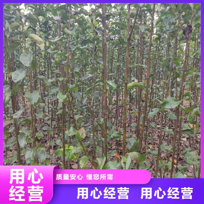 梨毛桃苗一致好评产品