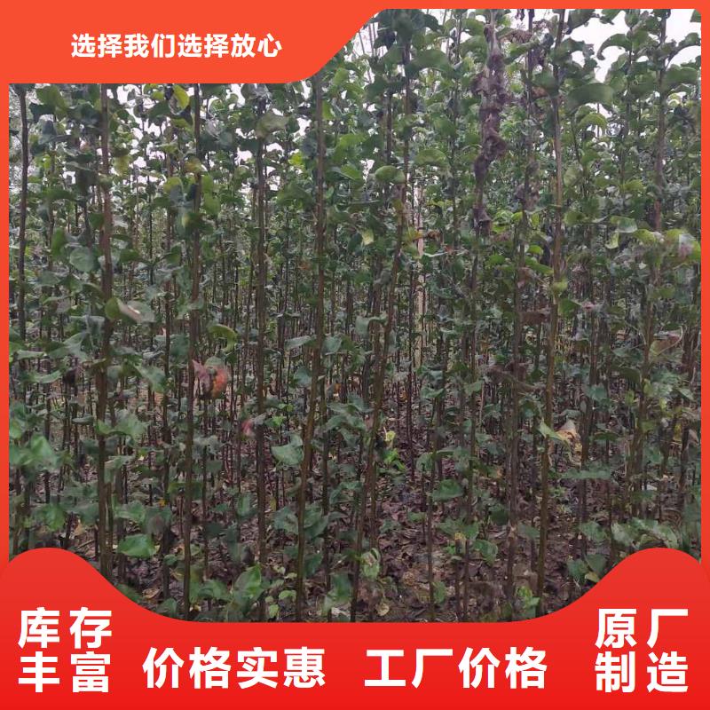 经销商【梨】皇冠梨树苗满足客户需求