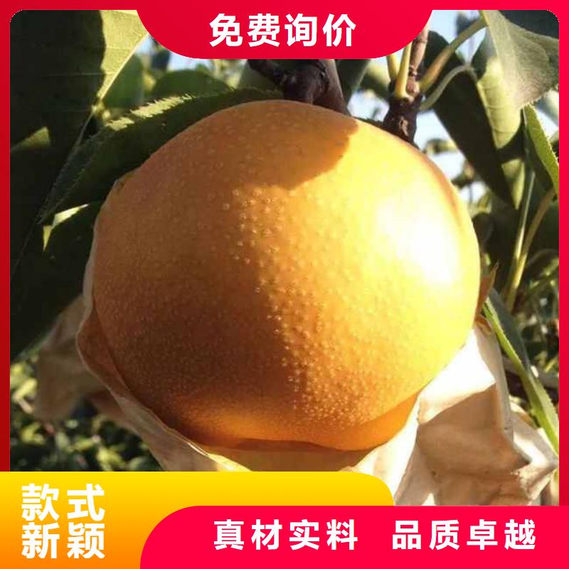 梨新梨7号梨树苗源头厂家量大价优