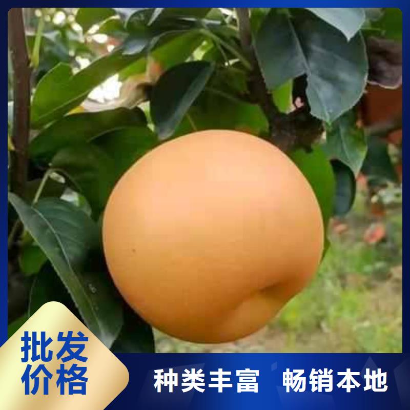 梨红香酥梨树苗专业信赖厂家