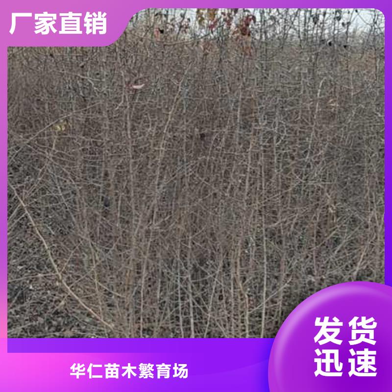 【杜梨】桃树苗精致工艺