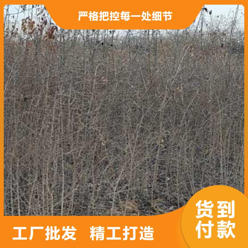 【杜梨】梨树苗基地好货有保障