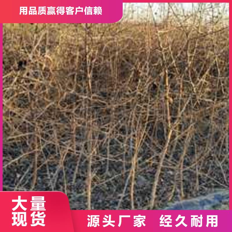 杜梨-梨树苗基地一站式采购方便省心