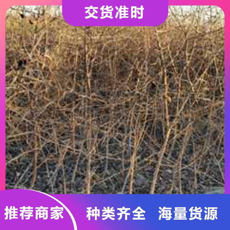 杜梨红香酥梨树苗产地直供