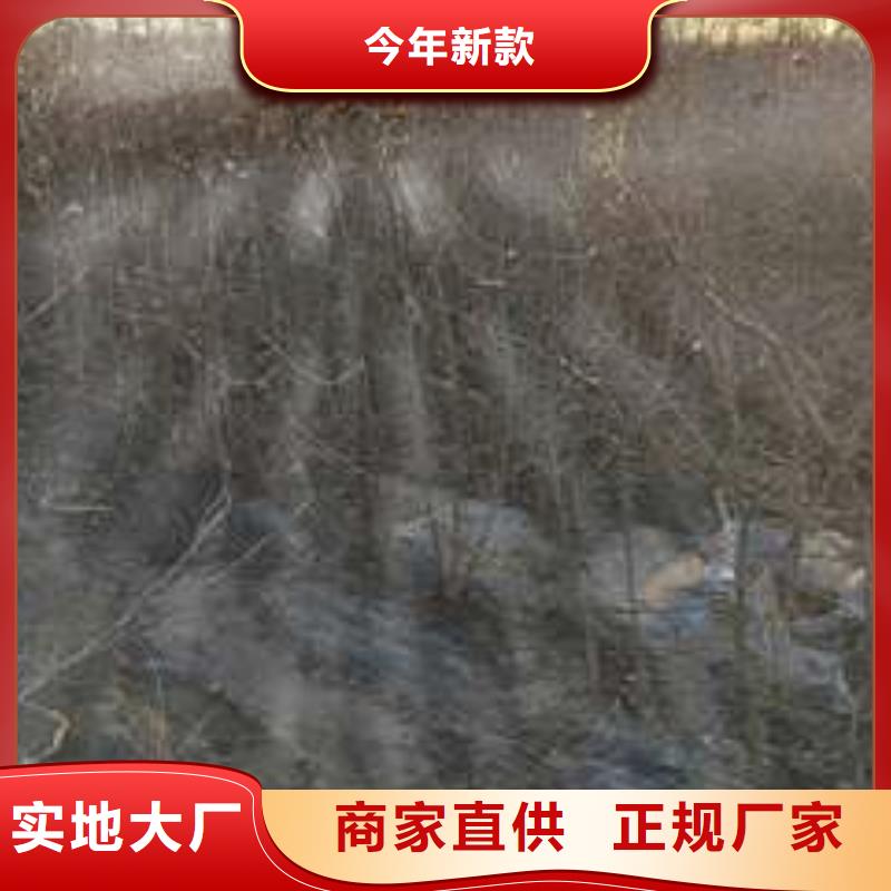 杜梨_杜梨苗厂家技术完善