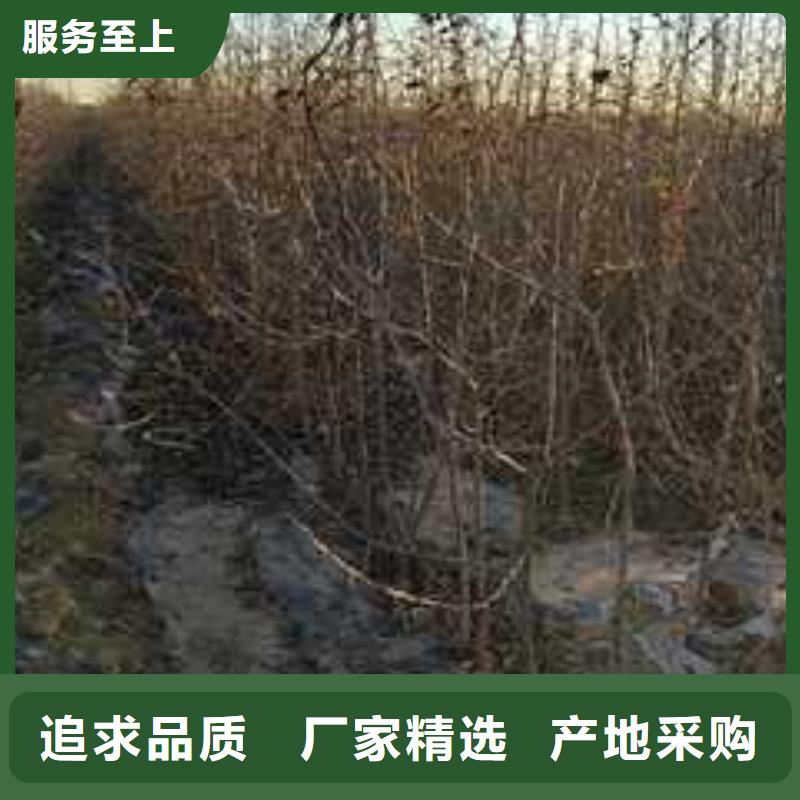 杜梨_梨树苗基地厂诚信经营