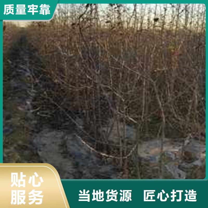 杜梨-梨树苗基地一站式采购方便省心