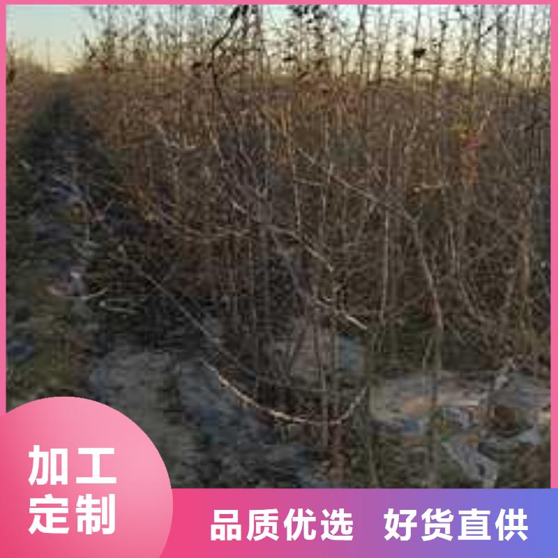 杜梨杜梨苗产地批发