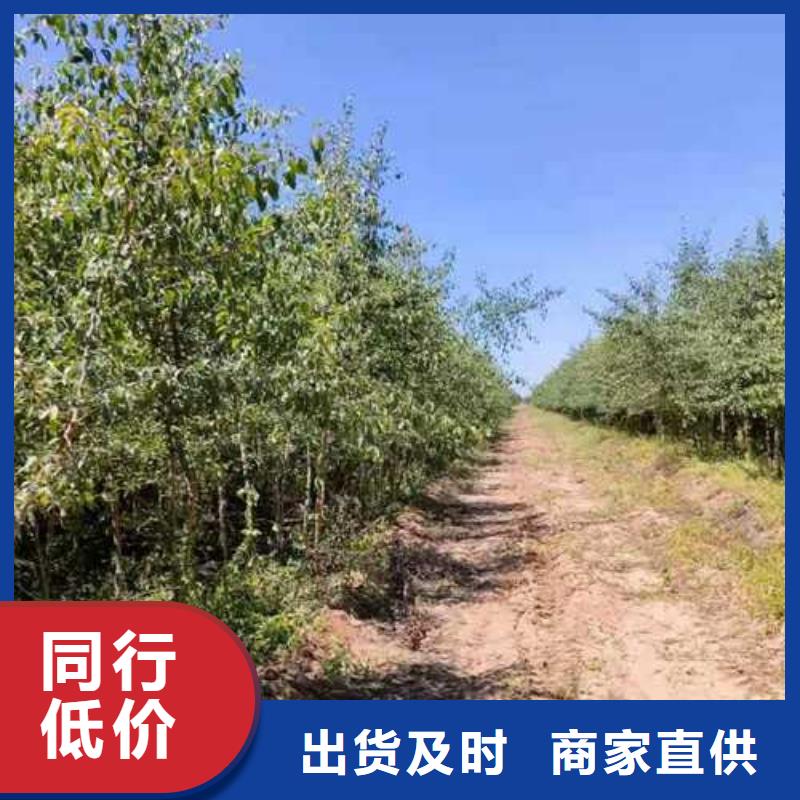 杜梨梨树苗基地做工精细