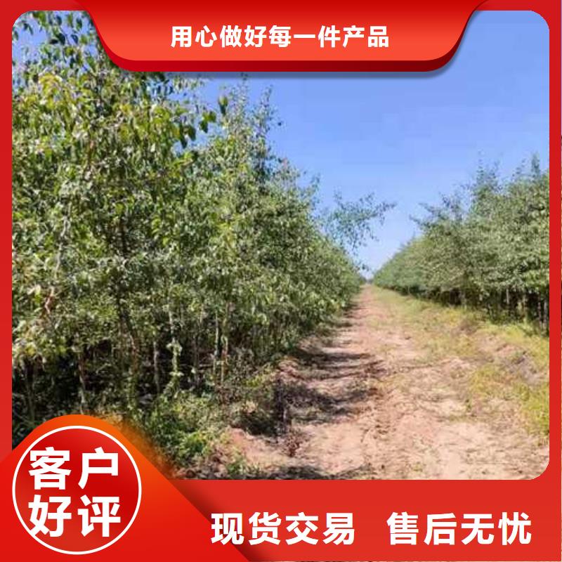 杜梨红香酥梨树苗产地直供